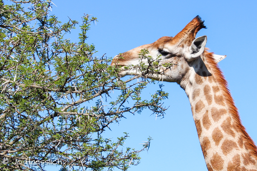 Four Crazy Things Giraffes Eat | Kariega Game Reserve